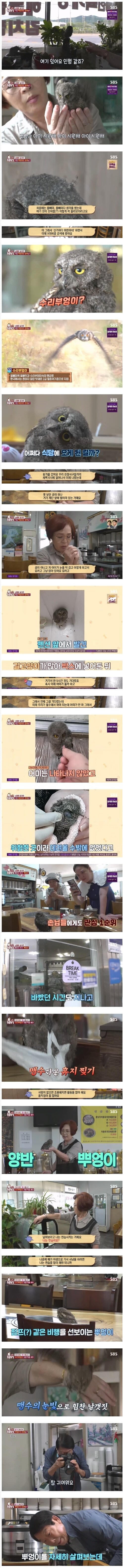 수리부엉이를 키운 식당 사장님