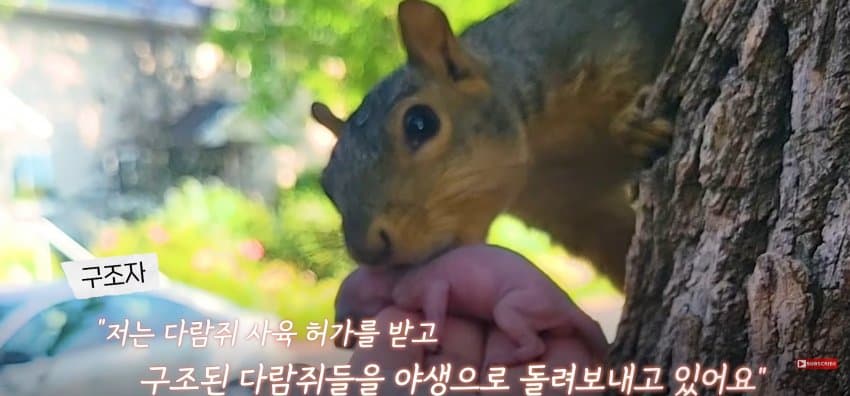 어미 다람쥐에게 갈곳 잃은 새끼 보여줬더니.. (28)