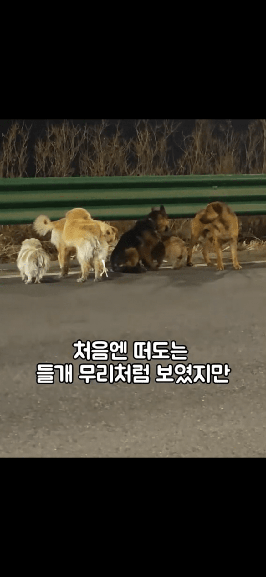 조회수 2억. 웰시코기 하드캐리. 개장수한테 도망가는개들 (3)