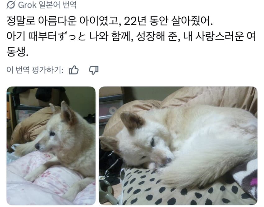 싱글벙글 너무 섞여서 잘 모르겠는 잡종견 사진집이 갖고 싶어 (22)
