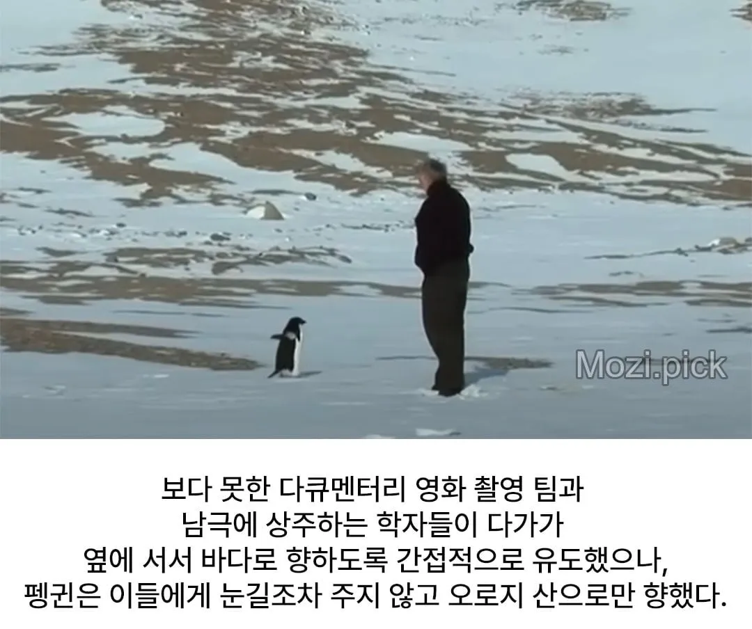 모든 펭귄이 바다로 갈 때, 혼자 산으로 가는 펭귄