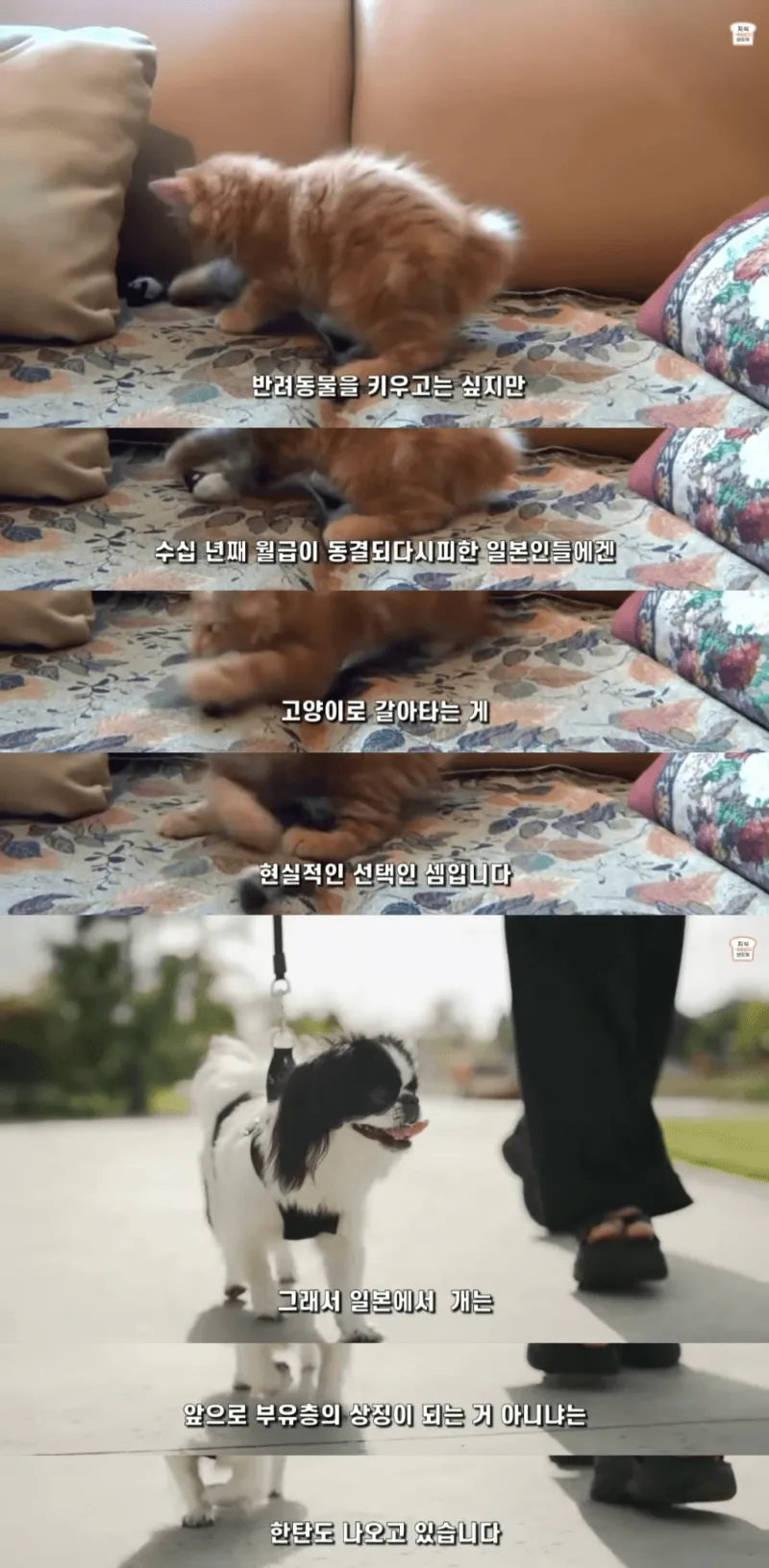 일본인들이 개보다 고양이를 더 많이 키우는 이유