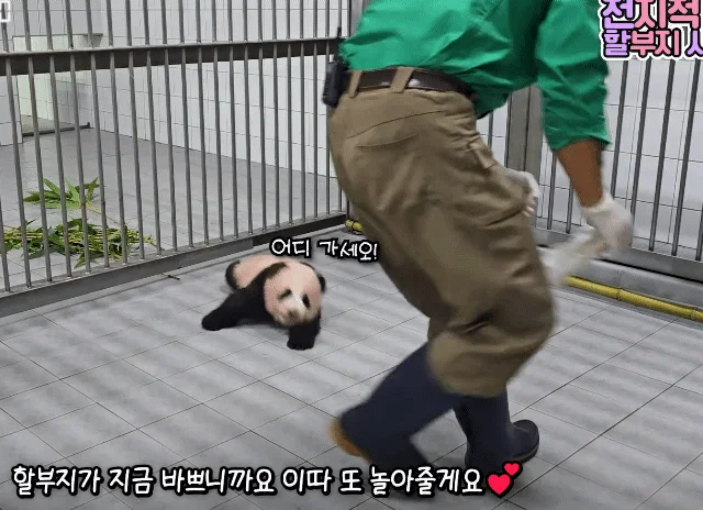 [전할시] 할부지 가니까 다급해져서 기어가는 슈바오🩵🐼