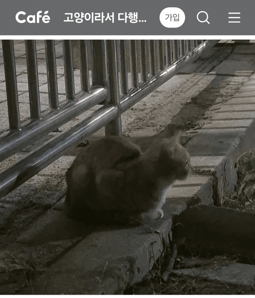 아파트에서 싸운 캣맘 (5)