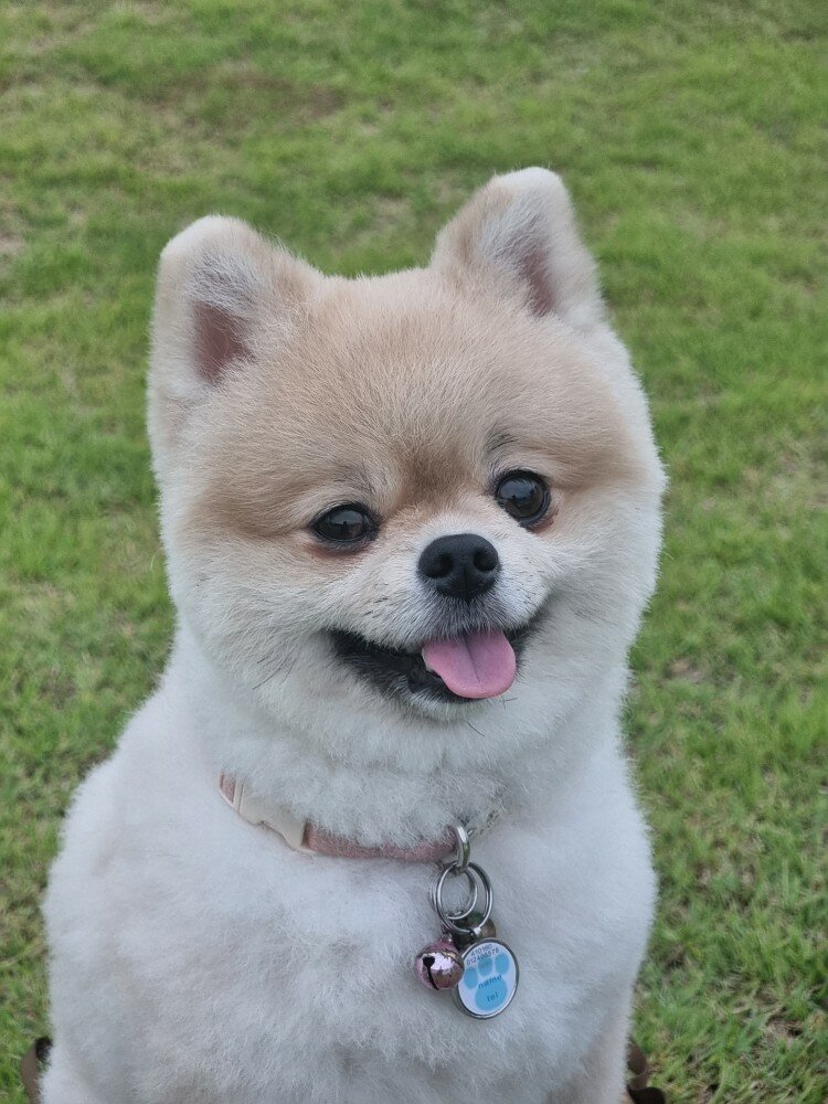 울집 댕댕이 ㄷㄷㄷ (3)