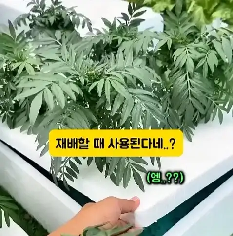 도둑들이 포르셰 눈알만 빼가는 이유