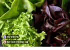유러피안 샐러드 채소 1kg