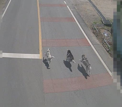 안싱글벙글 개물림 사고(강아지사망) 당했습니다 (13)