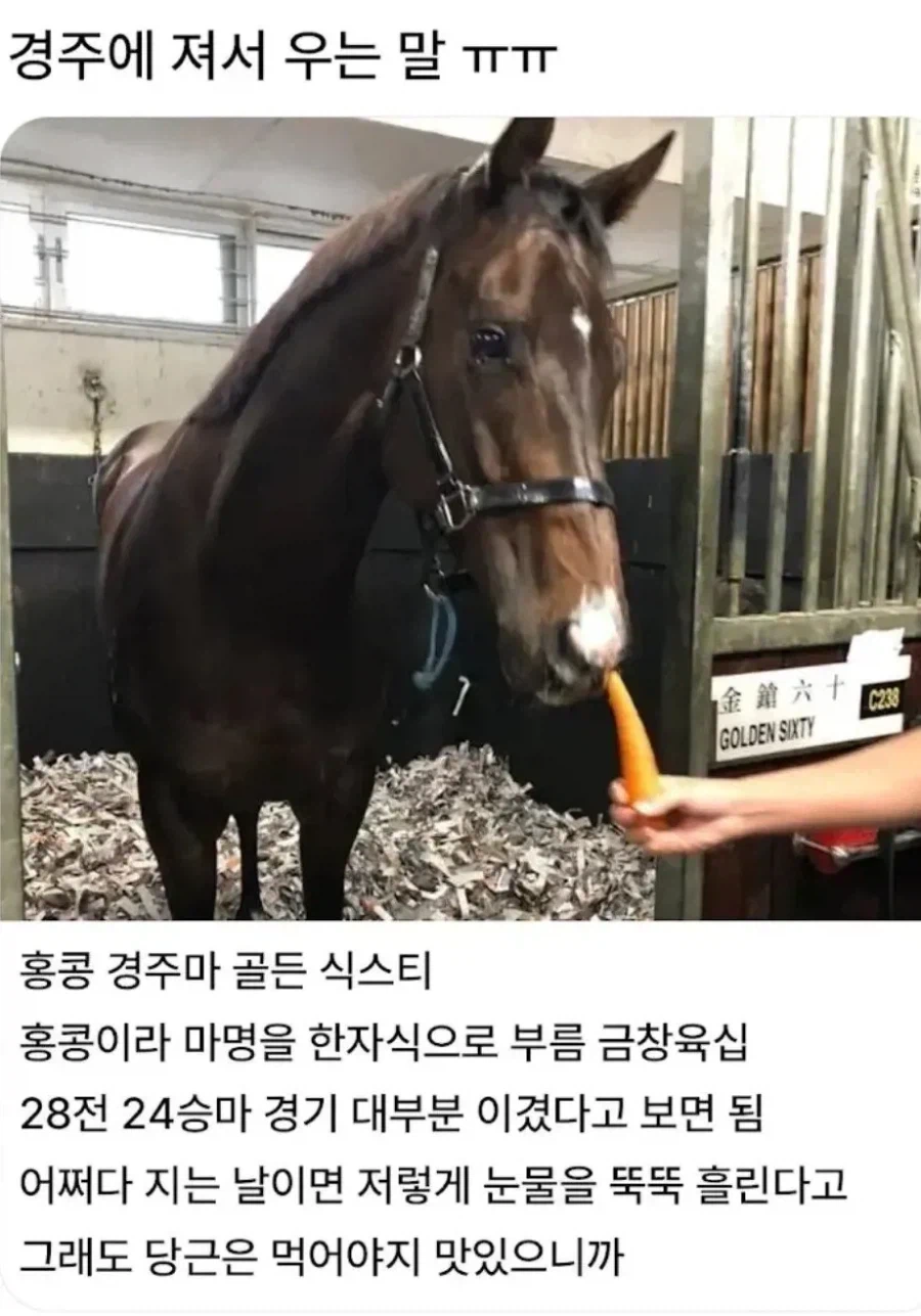 경주에서 져서 우는 말 ㅜㅜ