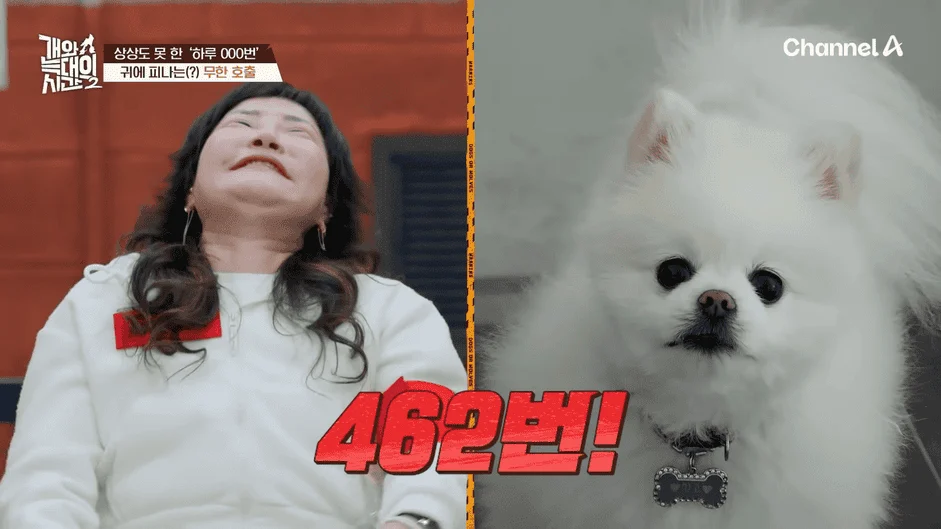 [#개와늑대의시간2] _저 같아도 물 것 같._ 하루에 개를 462번 부르는 보호자!_😨🚨 (귀에 딱지 앉을 듯.)🤕🐕 _ 개와 늑대의 시간2 17회 17-19 screenshot.png