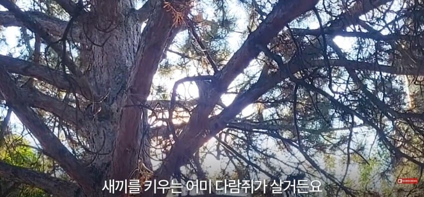 어미 다람쥐에게 갈곳 잃은 새끼 보여줬더니.. (15)