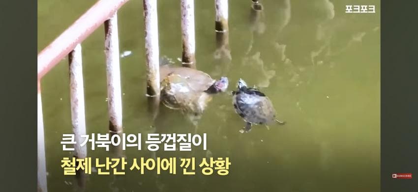 감동감동 큰 거북 곤경에 처하자 작은 거북들,얘들아 모여! (4)