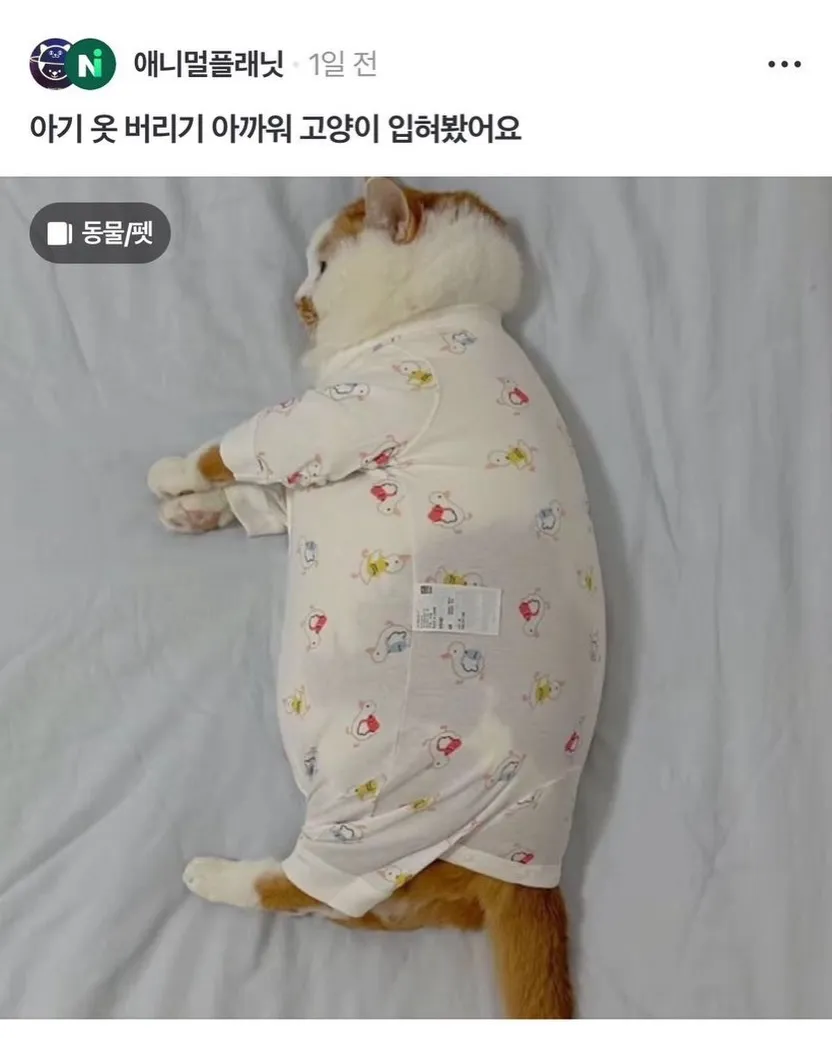 아기 옷 버리기 아까워서 고양이 입혀봤어요.jpg