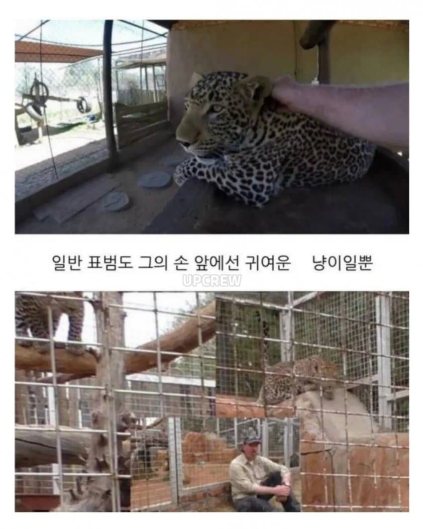 의외로 공식적으로 인간을 공격한적이 없는 맹수 (5)