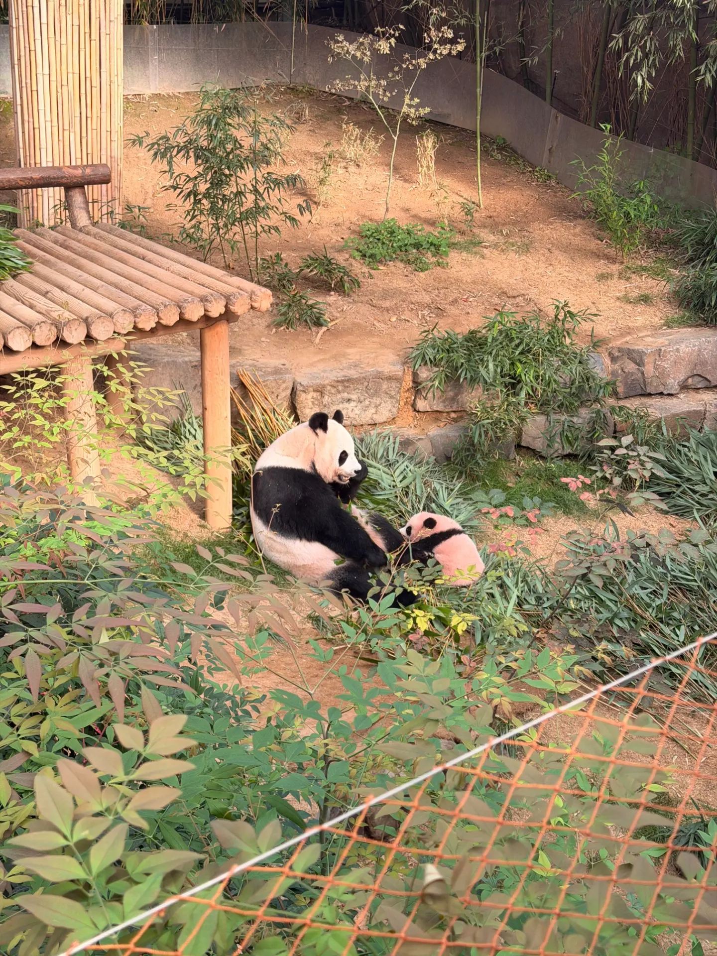 실내 방사장에 나와서 편하게 노는 아이바오와 슈바오 ❤🩵🐼 (6)