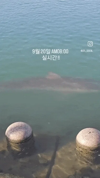 오늘자 부산 상어 근황(아침 8시 기준)