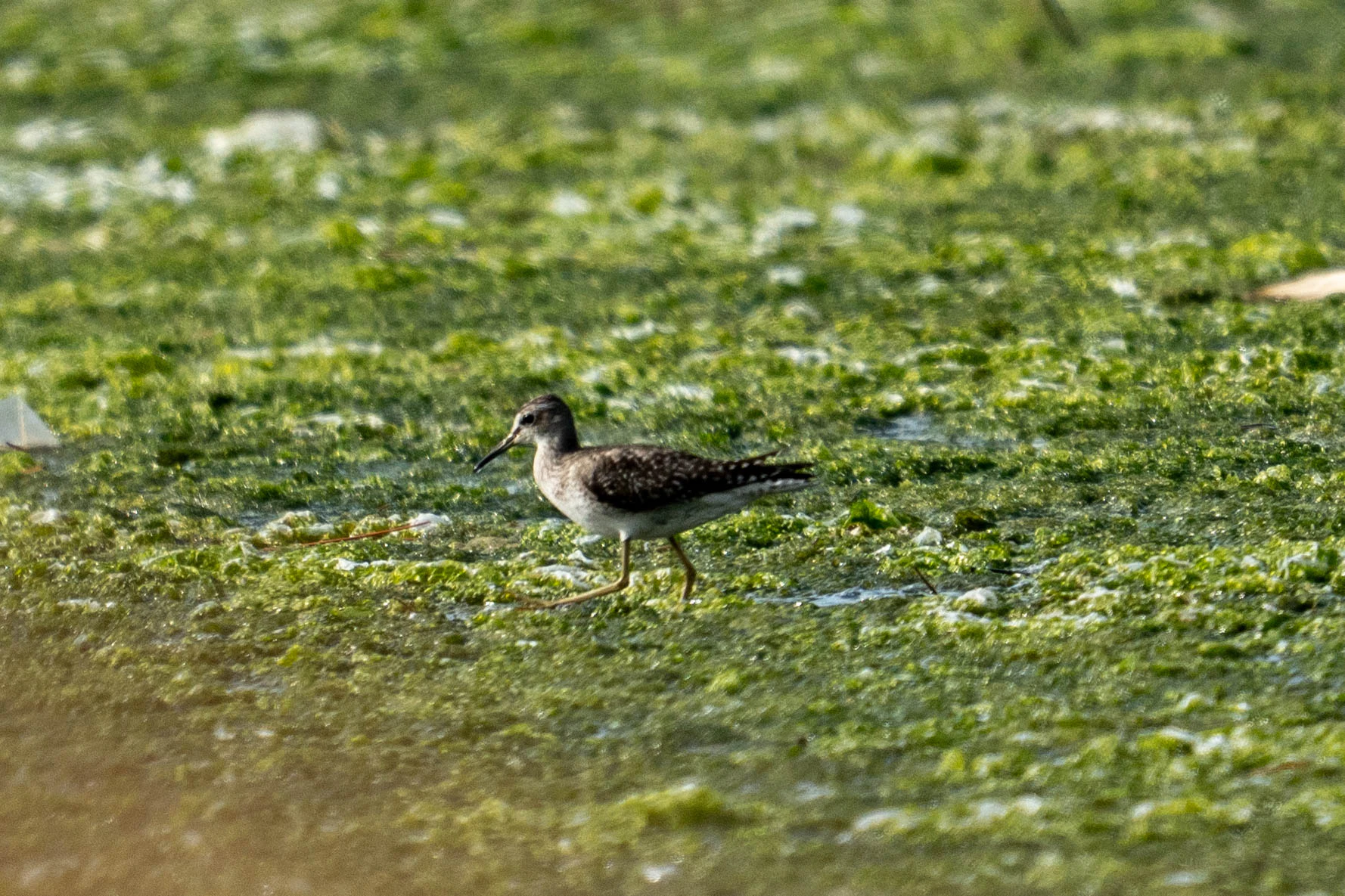500mm 광각새찍 투척 (13)
