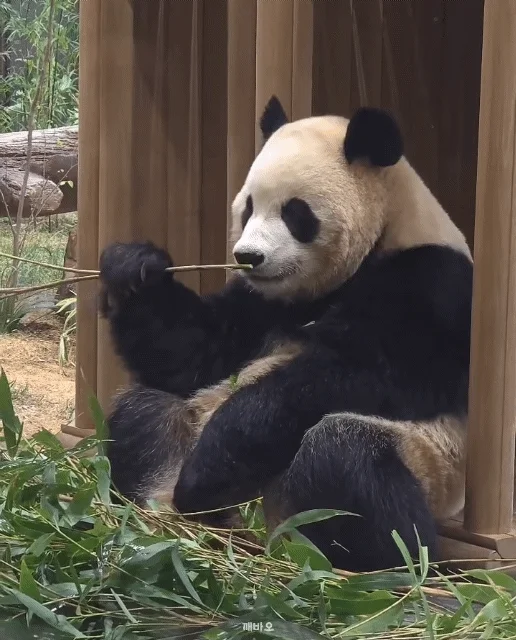 숨숨집에 무릎접고 앉아서 밥먹는 루이바오💜🐼