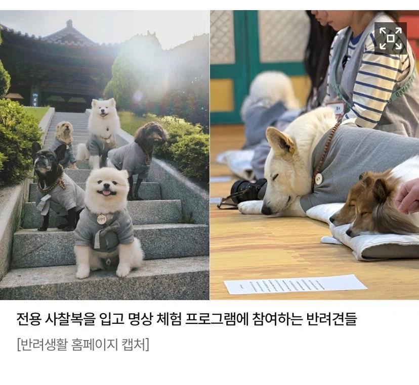 미용실 보냈는데 푸들이 실종되고 아기양으로 돌아왔습니다 (24)