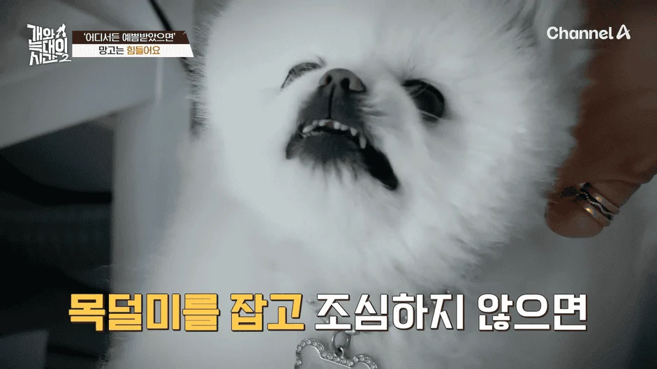 [#개와늑대의시간2] _저 같아도 물 것 같._ 하루에 개를 462번 부르는 보호자!_😨🚨 (귀에 딱지 앉을 듯.)🤕🐕 _ 개와 늑대의 시간2 17회 4-49 screenshot.png