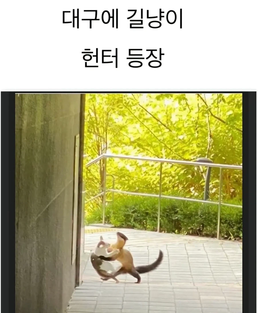 대구에 나타난 길냥이 헌터_1.webp