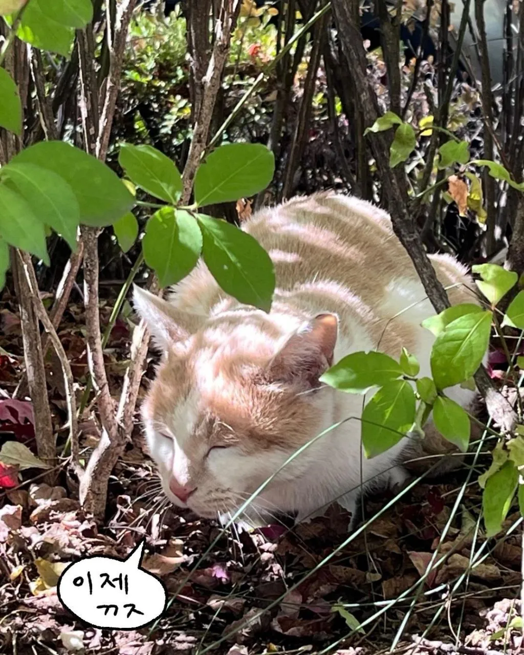 프로 츄르강탈 고양이