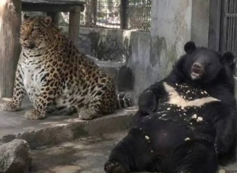 한반도에 있던 무서운 동물들..