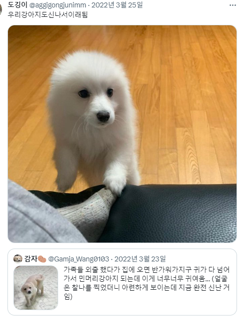 싱글벙글 반가우면 민머리 되는 댕댕이들 (2)