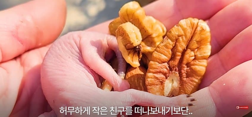 어미 다람쥐에게 갈곳 잃은 새끼 보여줬더니.. (10)