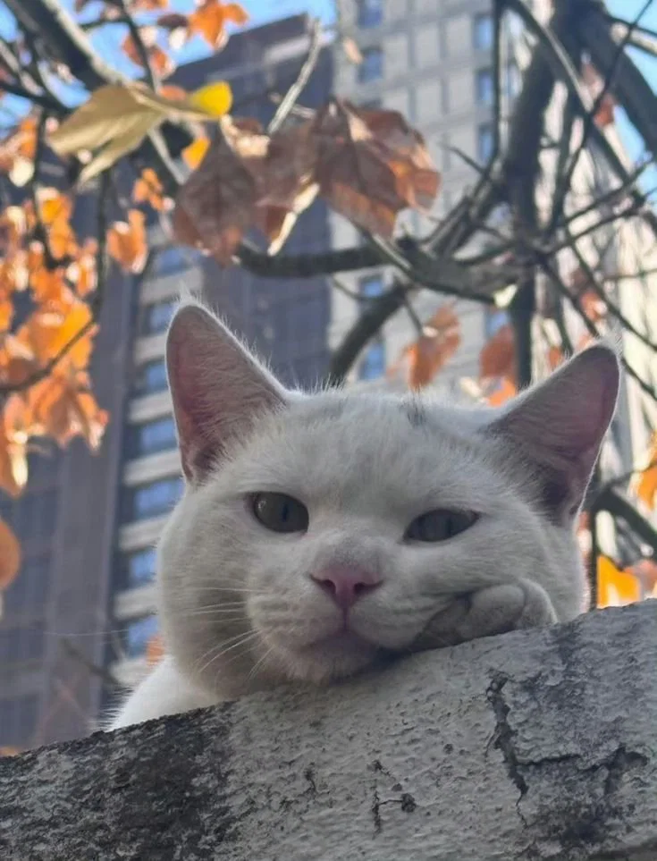 맘마를 맛있게 먹은게 분명한 아기냥이 (48)
