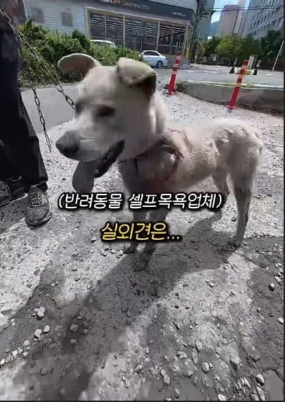 평생 목욕 한번 안 해본 차고지 지킴이 2살 한성이의 생애 첫 목욕대작전 (30)