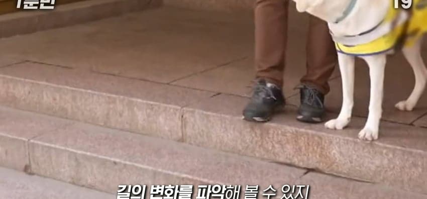안내견은 목적지를 어떻게 아는 걸까? (25)