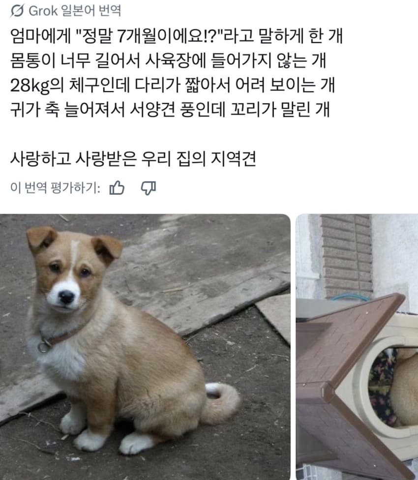 싱글벙글 너무 섞여서 잘 모르겠는 잡종견 사진집이 갖고 싶어 (23)