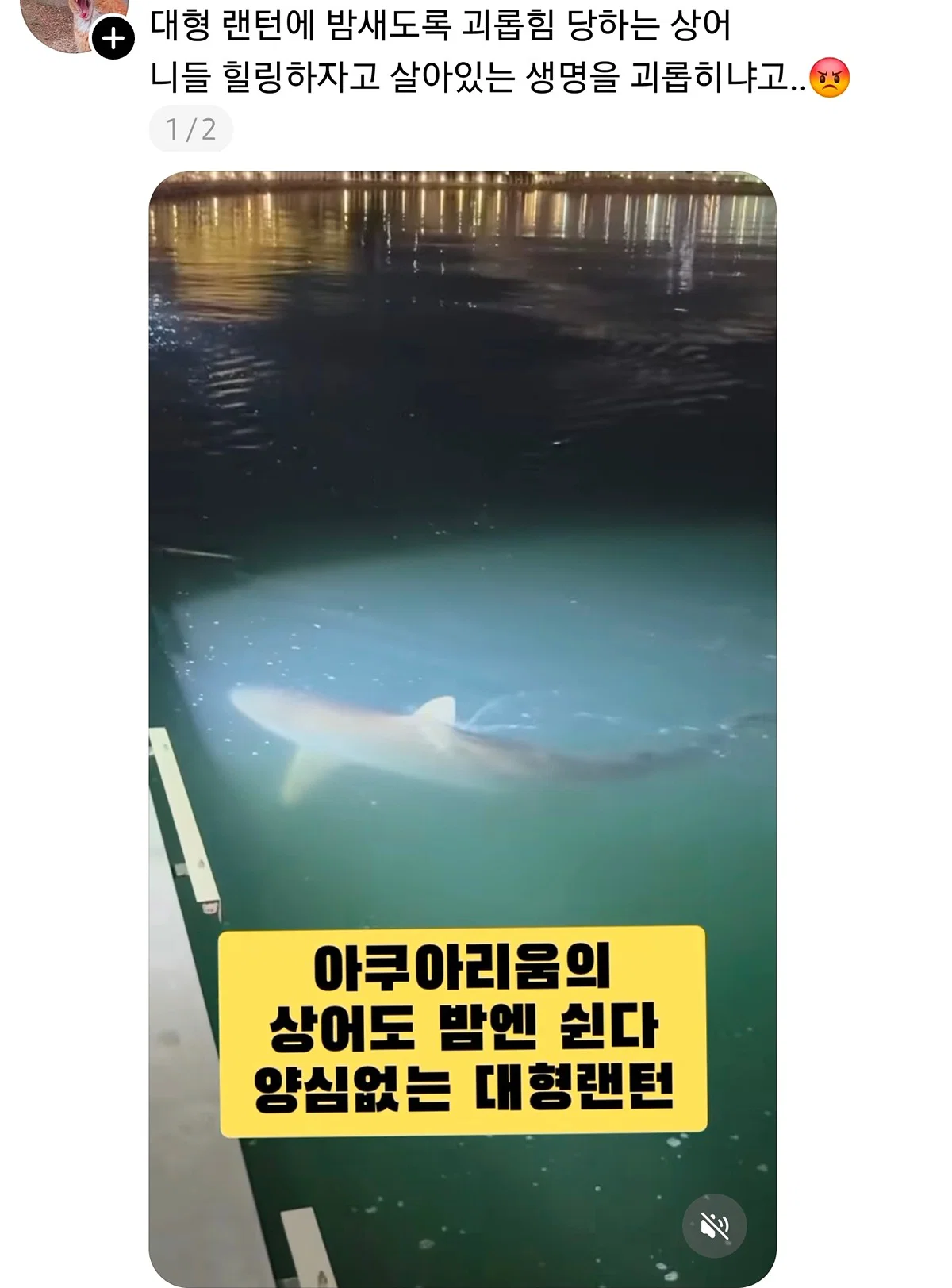 부산 상어 부캉이의 인기가 높아지면서 나타나는......