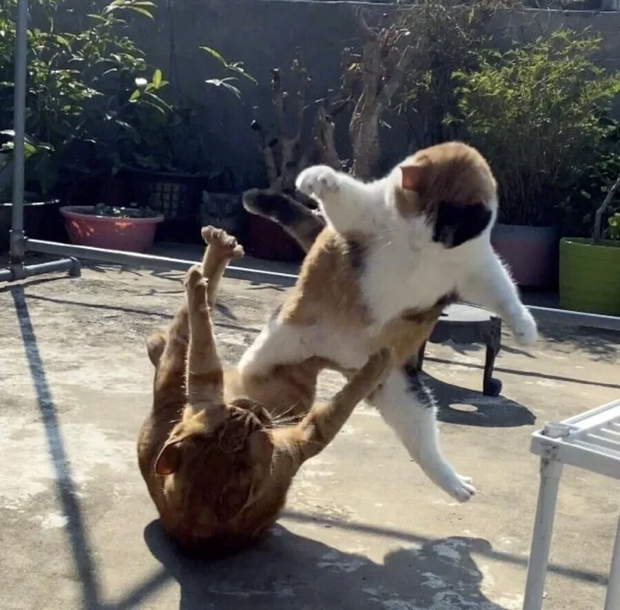 맘마를 맛있게 먹은게 분명한 아기냥이 (29)