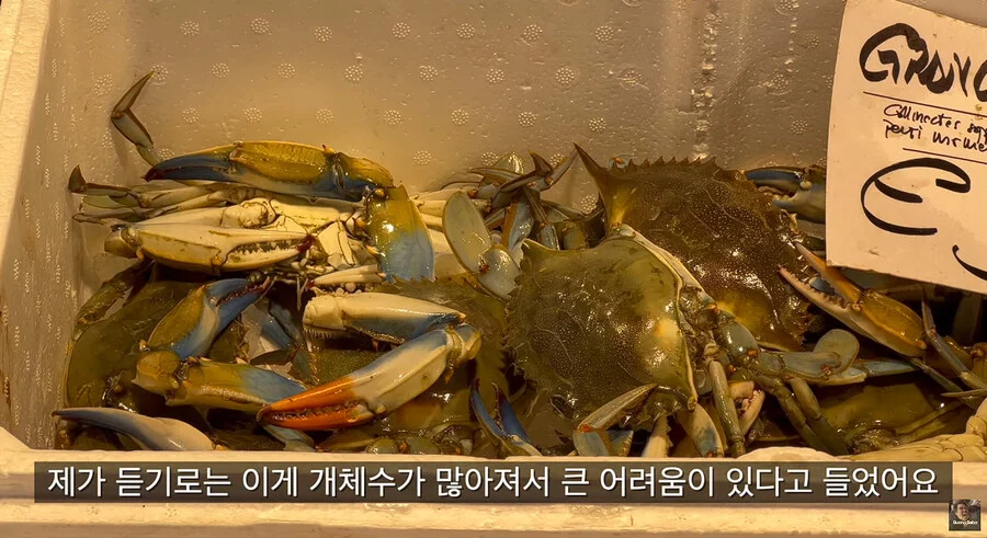 이탈리아에서 청게(블루크랩) 가격 (12)