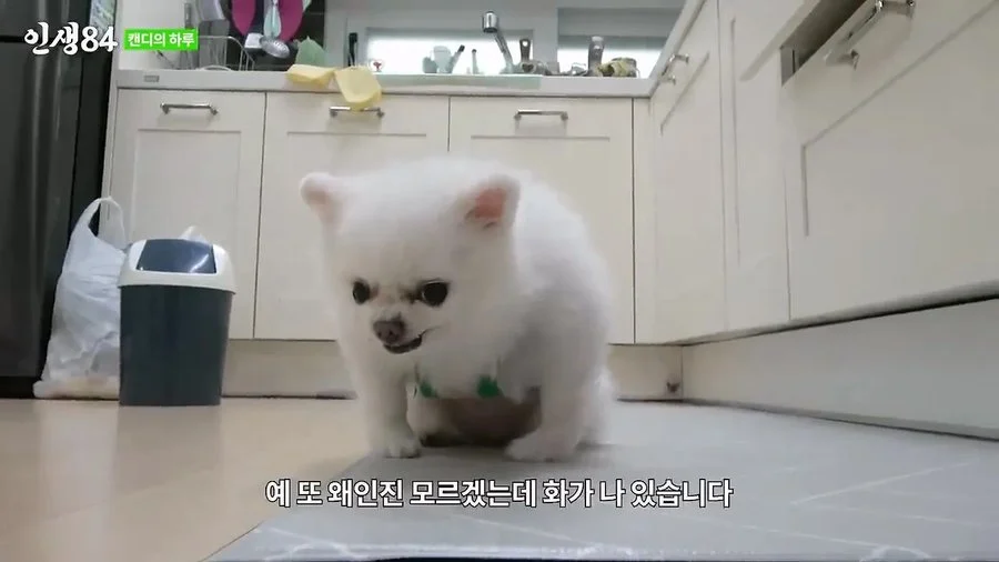 기안84 : 저희 개는 물어요