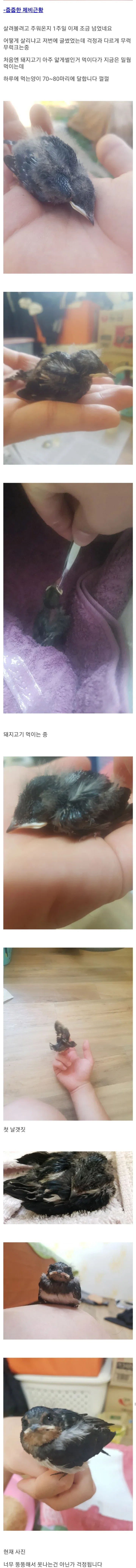 [스압] 주운 제비 키워 방사한 현대판 흥부 아재