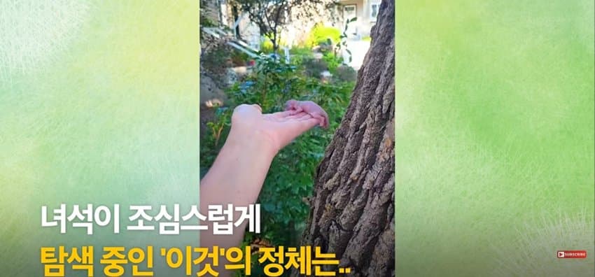 어미 다람쥐에게 갈곳 잃은 새끼 보여줬더니.. (4)