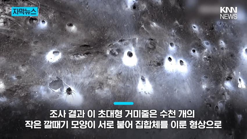 경악 세상에서 제일 큰 거미줄 발견 (7)