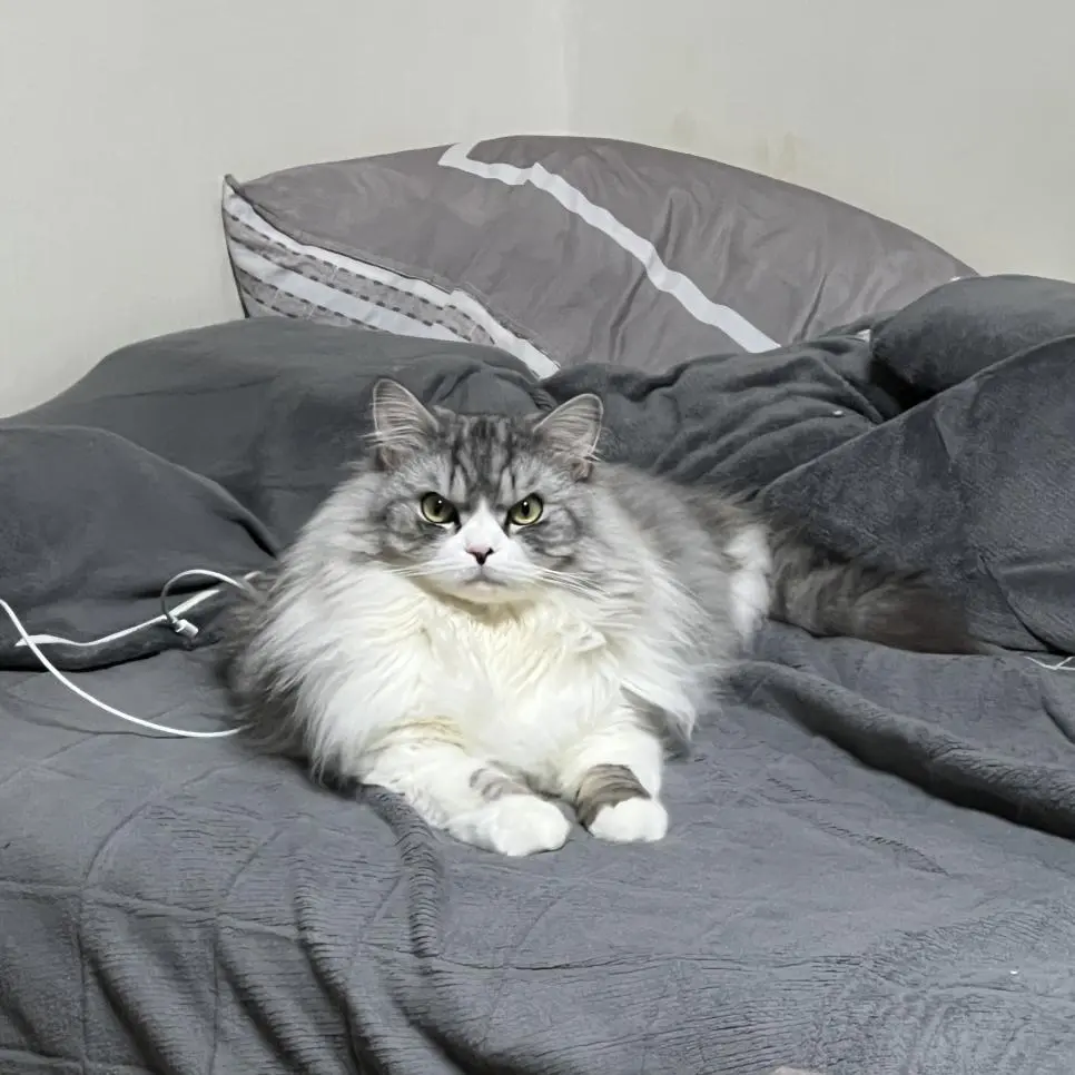 진짜 화난 고양이 표정