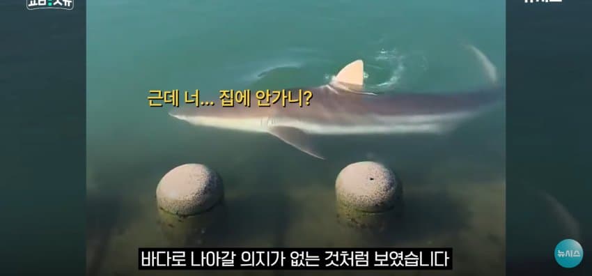 상어 한마리에 3만명 몰려, 부산 명소가 된 북항 (24)