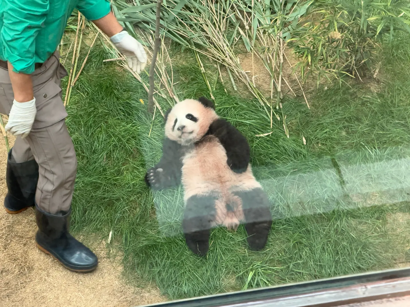 실내 방사장에 나와서 편하게 노는 아이바오와 슈바오 ❤🩵🐼 (9)