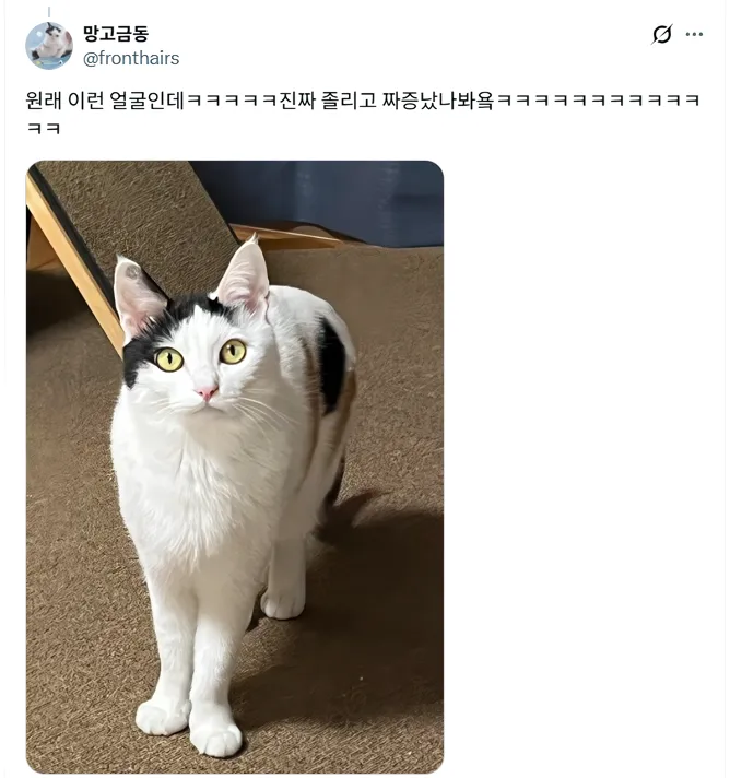 루틴이 깨져서 짜증난 고양이