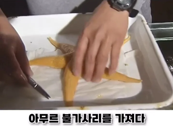 우리나라로 넘어온 바다의 무법자 불가사리의 최후 (19)