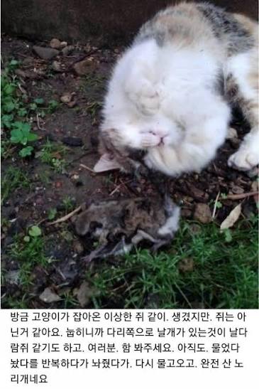 천연기념물인 하늘다람쥐 학살하는 좆냥이 (4)
