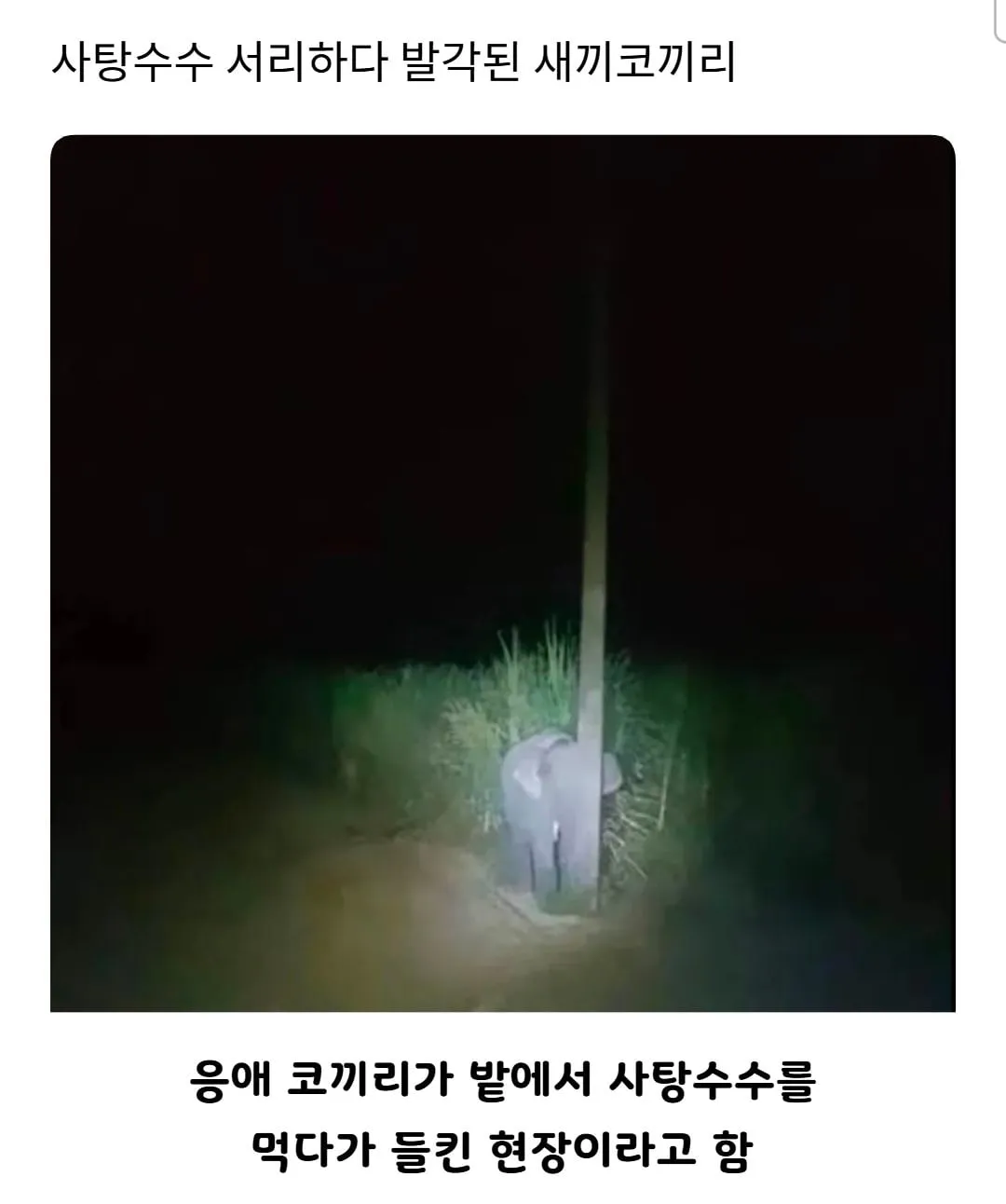 사탕수수 서리하다 발각된 새끼코끼리