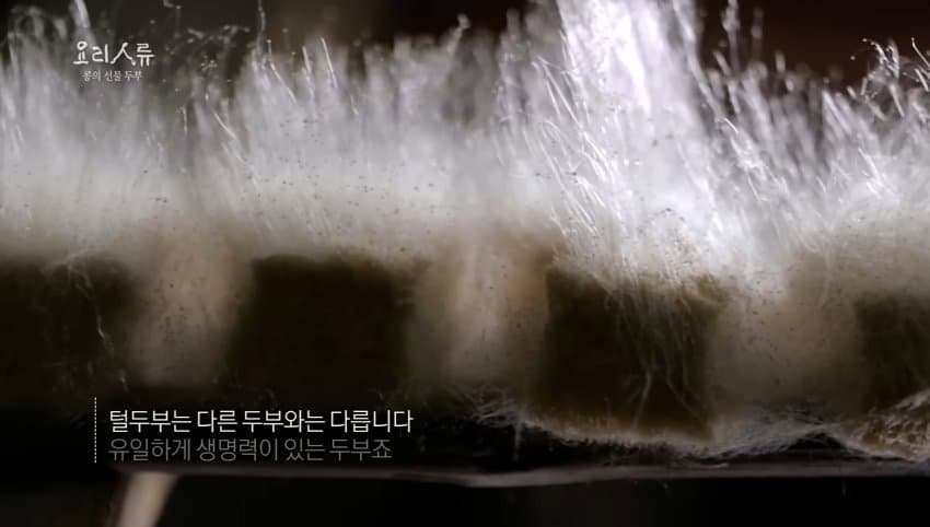 한국을 압도하는 중국, 일본의 두부들 (7)