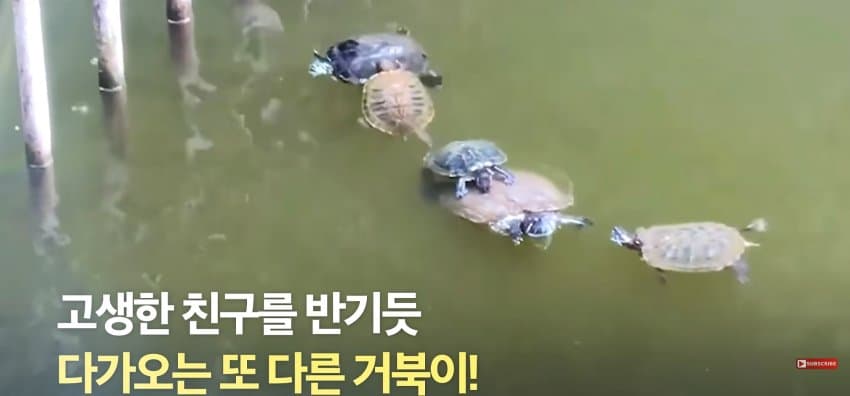 큰 거북이 곤경에 처하자 헤엄쳐간 작은 영웅들 (12)
