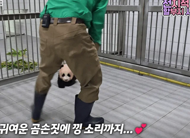 [전할시] 할부지 가니까 다급해져서 기어가는 슈바오🩵🐼 (2)
